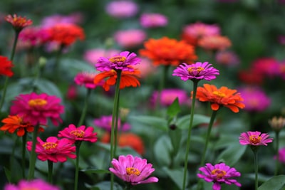 倾斜移位镜头中的粉红色和橙色花朵